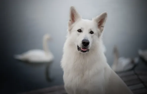 Picture look, face, portrait, dog, swans, bokeh, The white Swiss shepherd dog