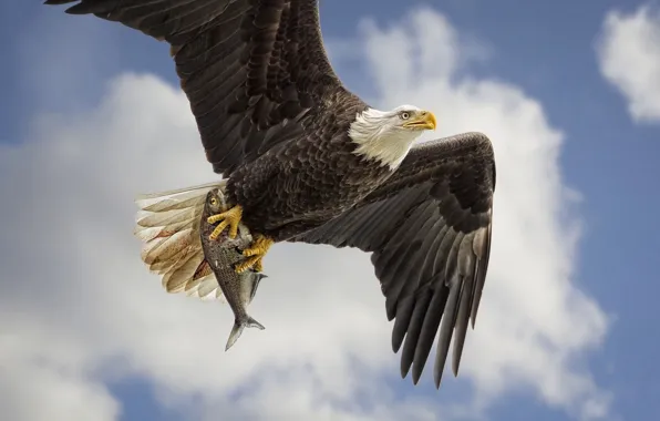 The sky, bird, wings, fish, predator, flight, mining, Bald eagle