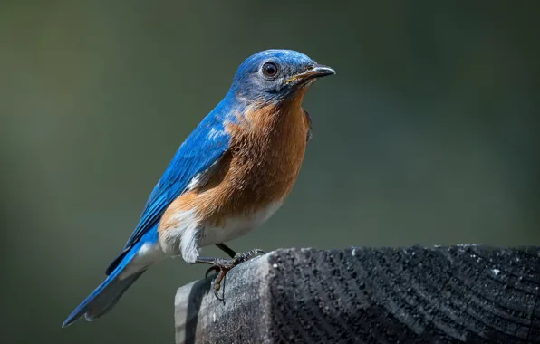 Nature, bird, Bluebird