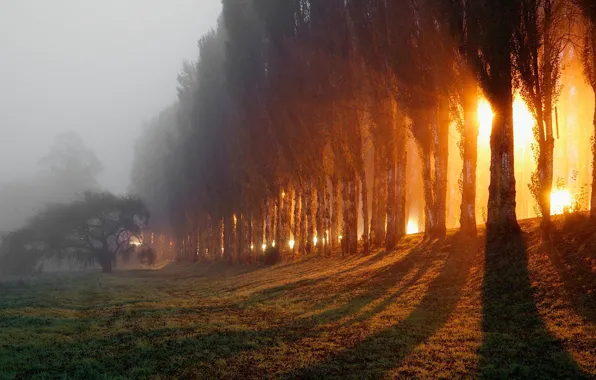Field, fog, the rays of the sun, cypress