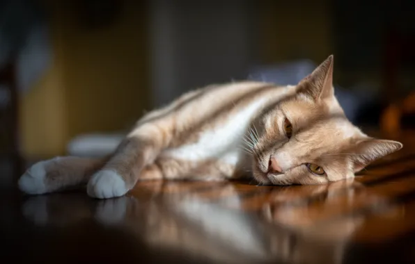 Cat, cat, look, light, lies