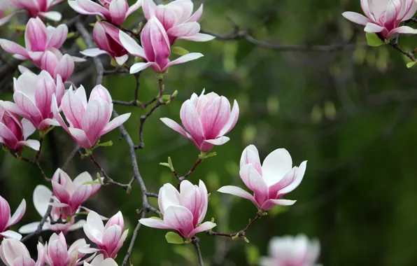 Wallpaper Magnolia, bokeh, petals, flowering, branches