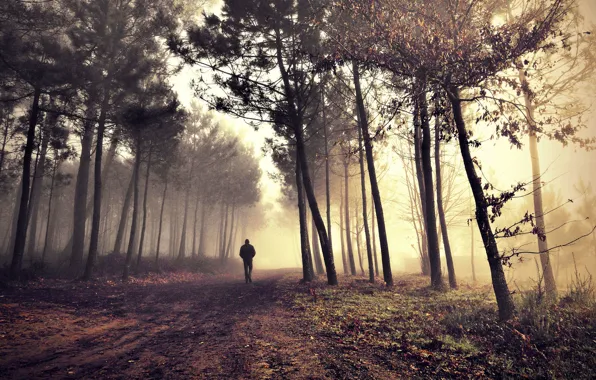 Picture road, alone, man, morning fog in the forest