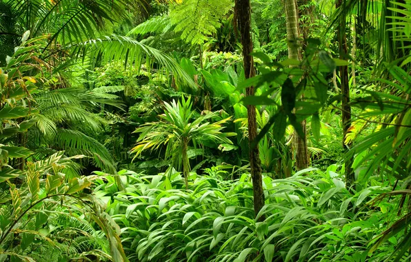 Forest, nature, tropics, palm trees, plants, jungle, forest, fern