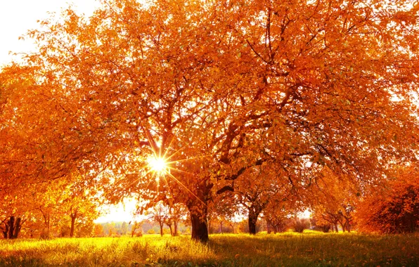 Picture autumn, landscape, nature, tree, yellow leaves, time of the year