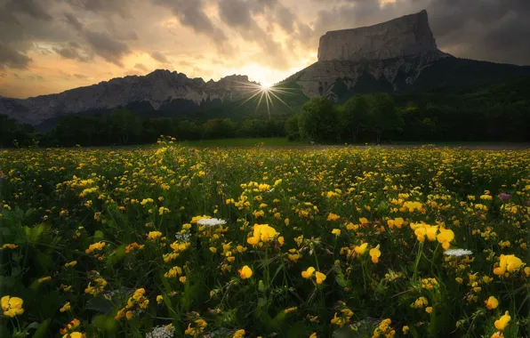 Picture summer, the sun, flowers, mountains, nature