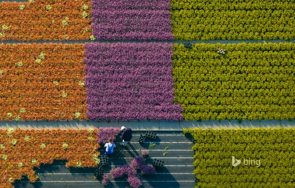 Picture flowers, people, Germany, North Rhine-Westphalia, Rosada