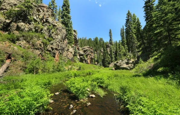 Forest, summer, grass, the sun, trees, stream, stones, rocks