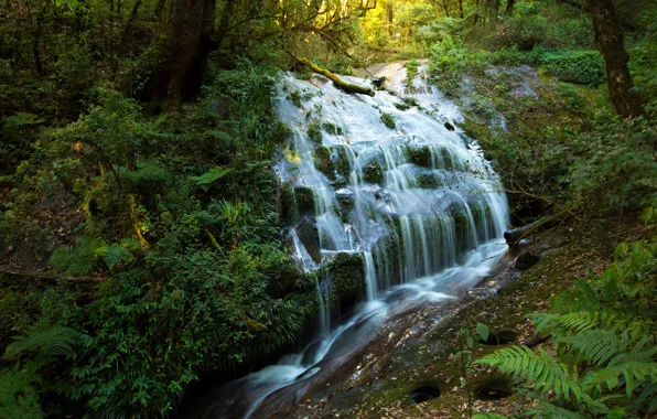 Picture forest, trees, tropics, waterfall, Thailand, the bushes, Chaingmai