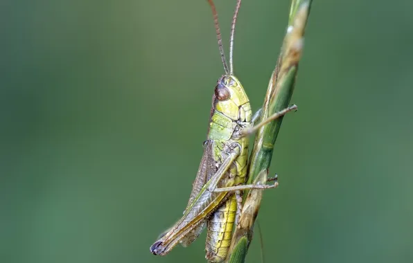 Background, insect, grasshopper, a blade of grass