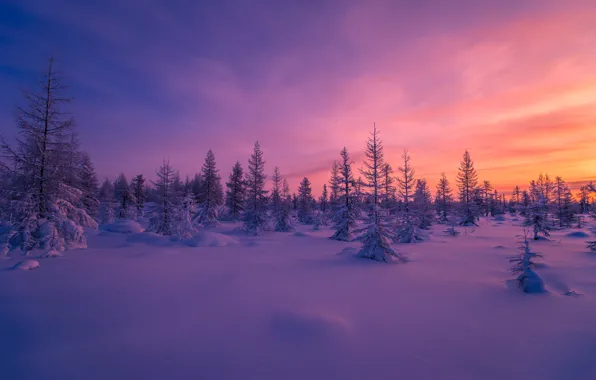 Winter, forest, snow, trees, sunset