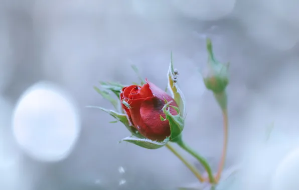 Flowers, background, roses