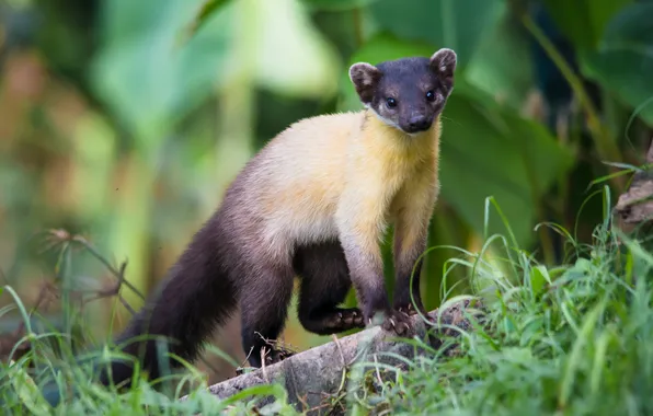 Nature, background, marten, Kharza