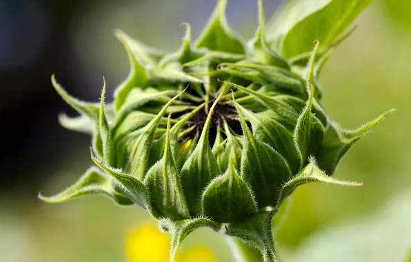 Picture greens, sunflower, focus, stem