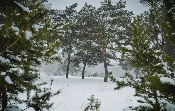Picture winter, Nature, pine, oblast, Kaluga