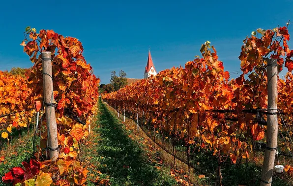 Picture autumn, the sky, house, tower, Switzerland, Church, vineyard, the crimson