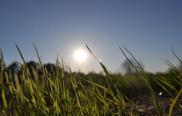 The sun, Grass, day