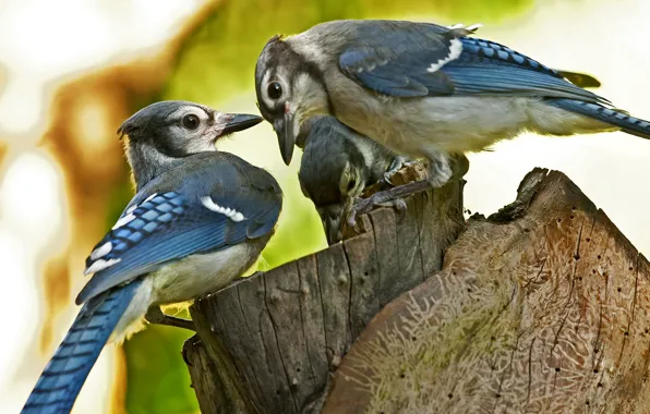 Picture macro, birds, stump, blur, three, stump, Blue Jay