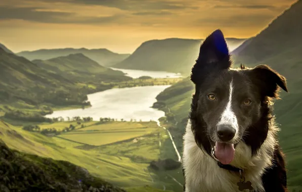 Picture face, mountains, nature, lake, dog, valley, panorama, The border collie