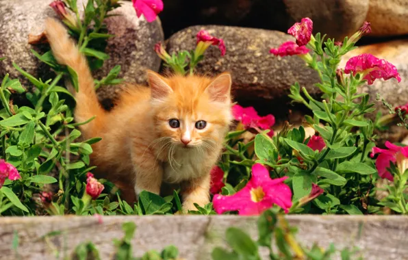 Cat, grass, cat, flowers, stones, kitty, pussy, red