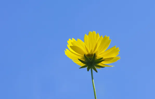 Picture flower, the sky, petals, stem, kosmeya