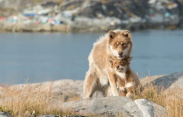 Picture puppy, dog, lake, bokeh