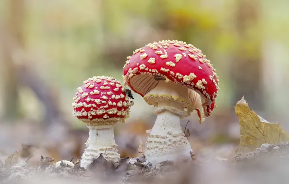 Picture mushrooms, mushroom, a couple, light background