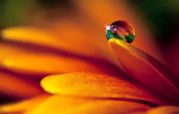 Picture flower, drop, petals
