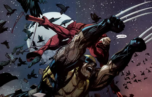 Picture marvel, comic, Wolverine, daredevil