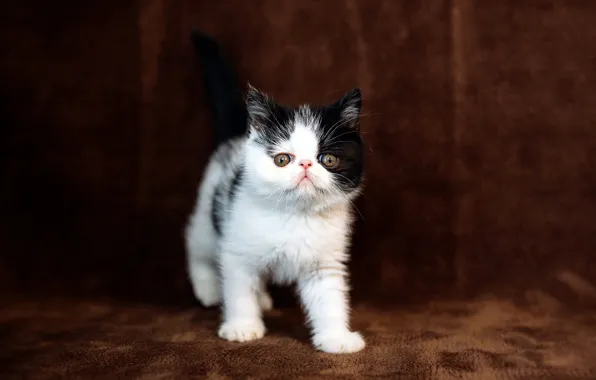 Picture cat, look, sweetheart, small, pers, muzzle, kitty, brown background