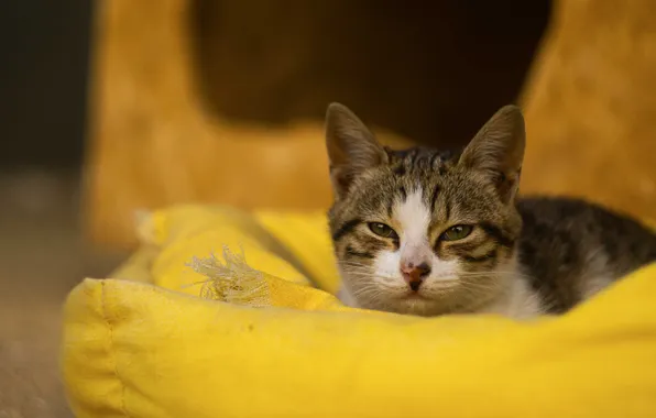 Cat, look, kitty, grey, fabric, lies, pillow, face