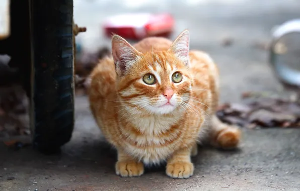 Cat, cat, look, kitty, street, wheel, red, kitty