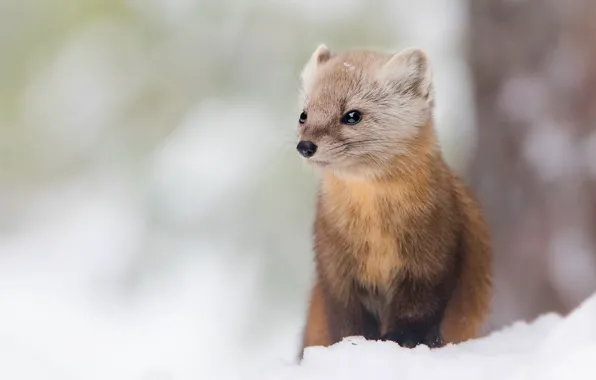Winter, snow, background, tree, muzzle, sitting, marten