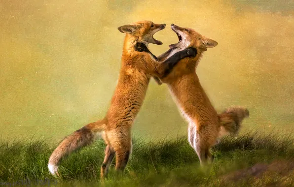 Grass, glade, the game, fight, treatment, mouth, Fox, Fox