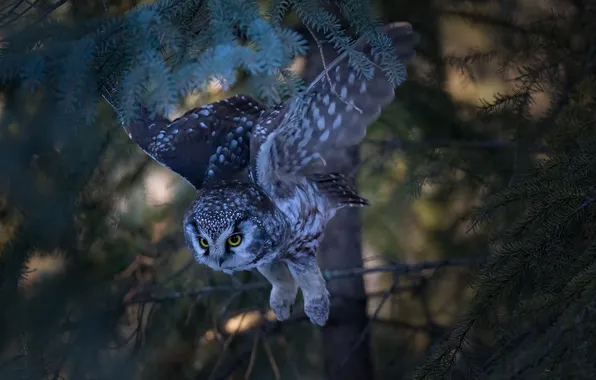 Branches, owl, bird, wings, Tengmalm's owl