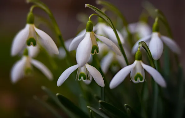Flowers, the dark background, spring, snowdrops, a bunch
