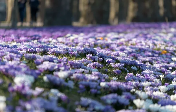Picture nature, spring, meadow, crocuses, flowering