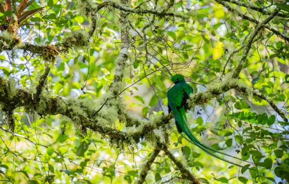 Greens, leaves, light, branches, tree, bird, foliage, moss