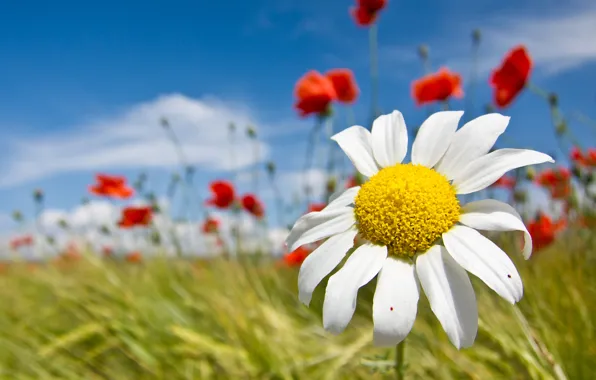 Picture BACKGROUND, PETALS, FIELD, MACRO, WHITE, MAKI, DAISY