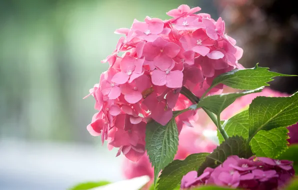 Picture macro, pink, hydrangea