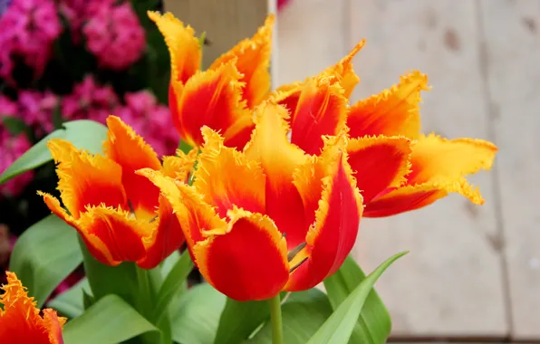 Flowers, paint, spring, Tulips, exhibition