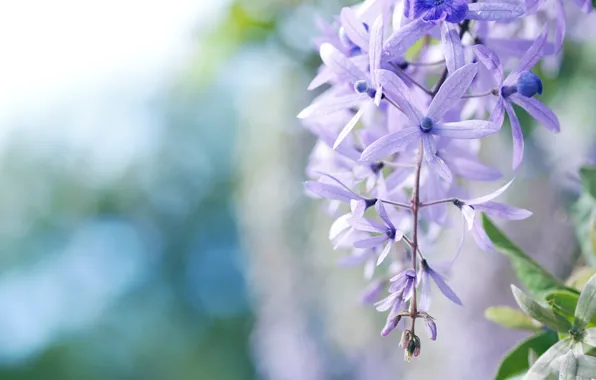 Macro, flowers, blue, petals