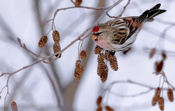 Picture winter, bird, food, branch, alder