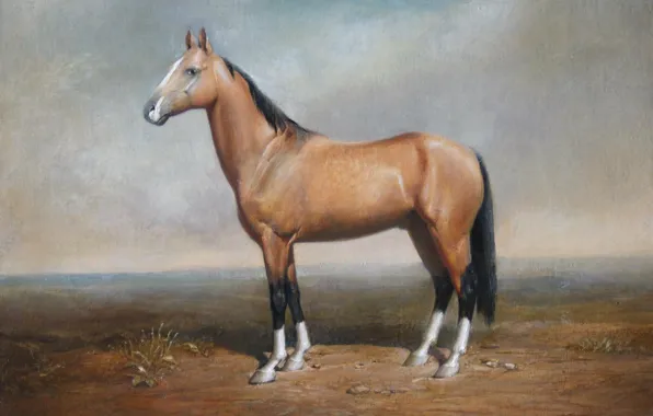 Picture the steppe, horse, Aibek Begalin, 2008., "Akhal-Teke Gauhar"