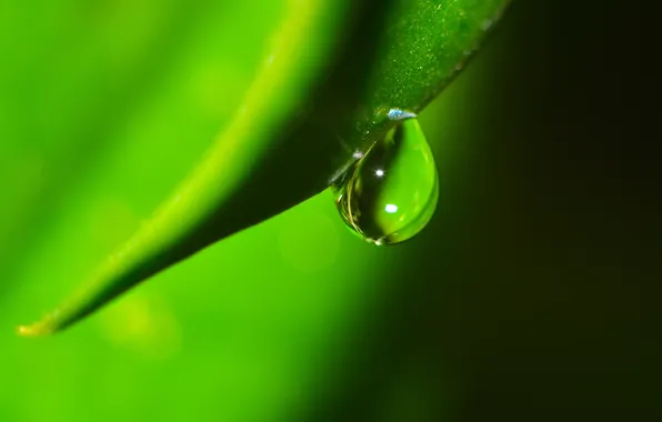 Leaves, water, drops, macro