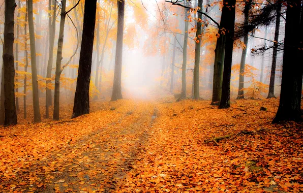 Picture road, autumn, forest, nature, foliage, orange