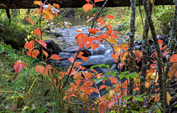 Autumn, leaves, river, stream