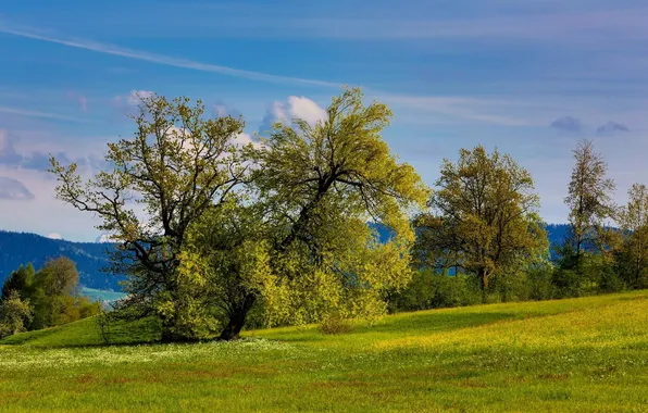 Greens, trees, hills, spring