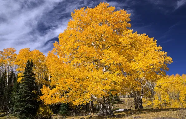 Autumn, trees, landscape