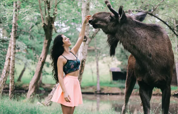 Girl, moose, feeds